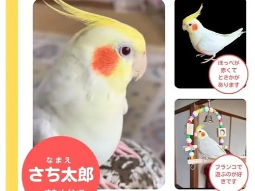 オカメインコ探しています
