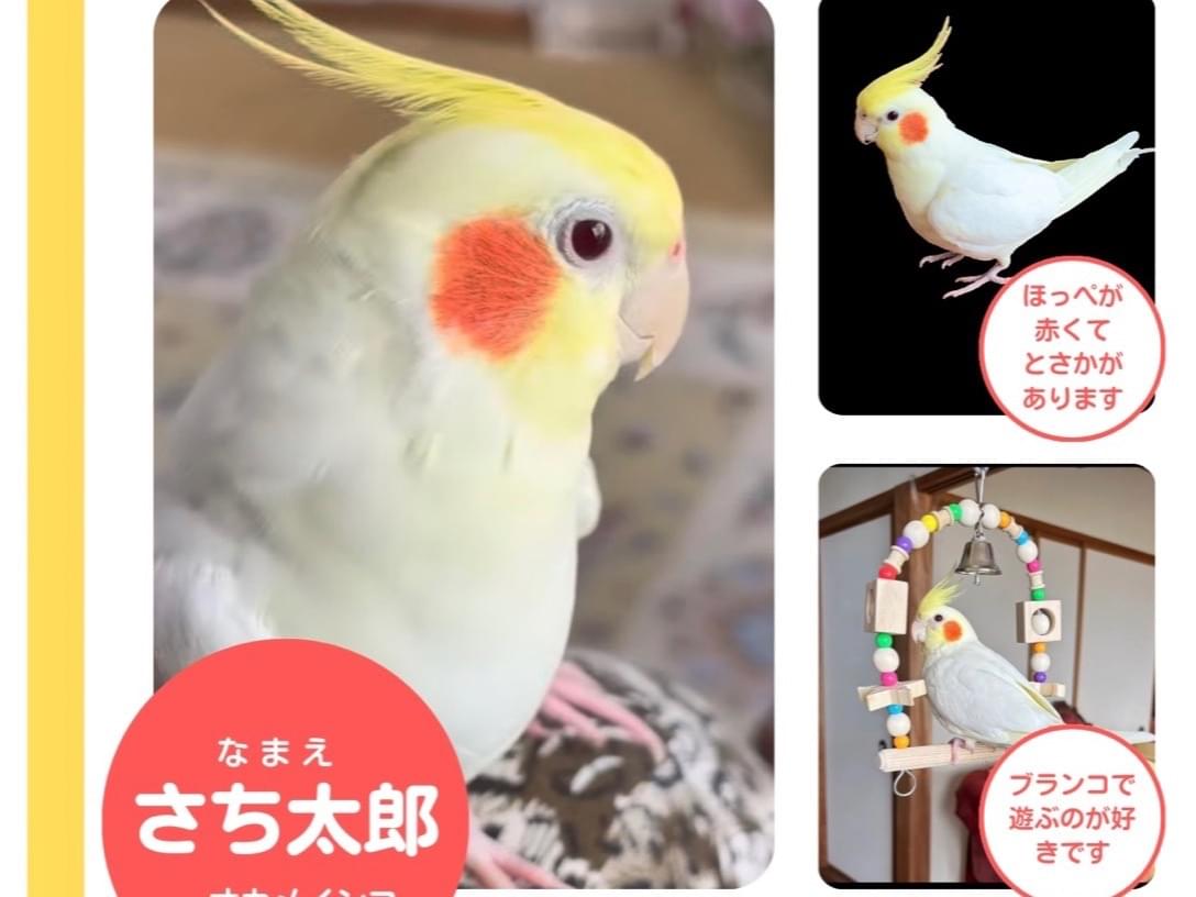 さち太郎ちゃん さち太郎ちゃん