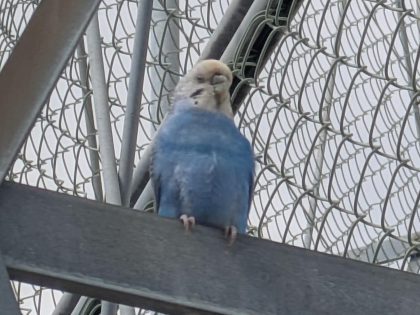 目撃された鳥 目撃された鳥
