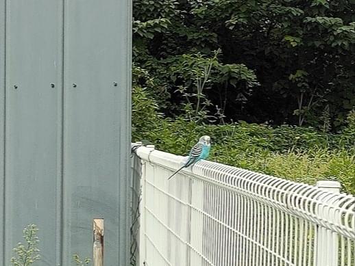 目撃された鳥 目撃された鳥