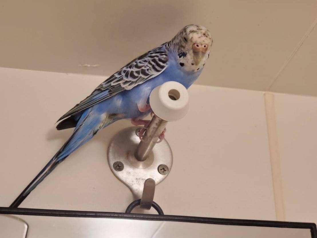 保護された鳥 保護された鳥