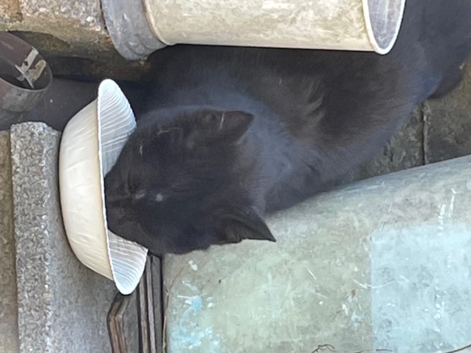 目撃された猫 目撃された猫
