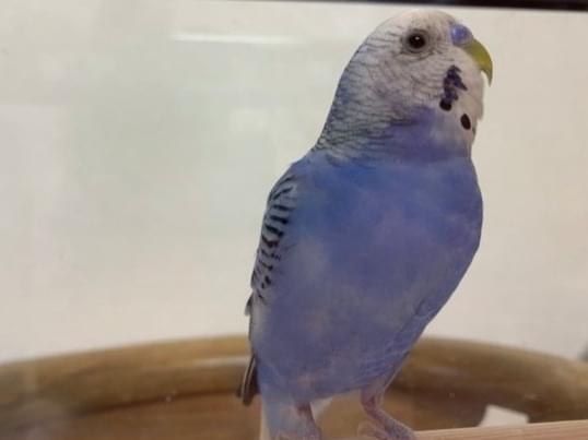 保護された鳥 保護された鳥