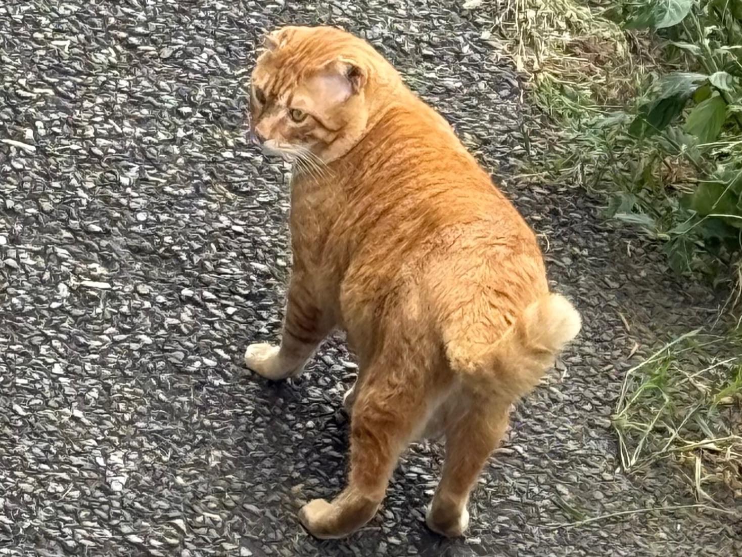 目撃された猫 目撃された猫