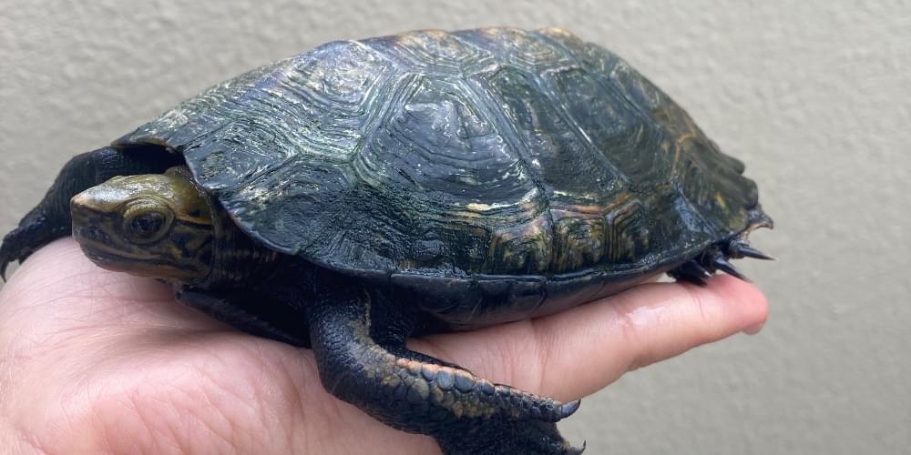 13センチほどの亀を探しています。