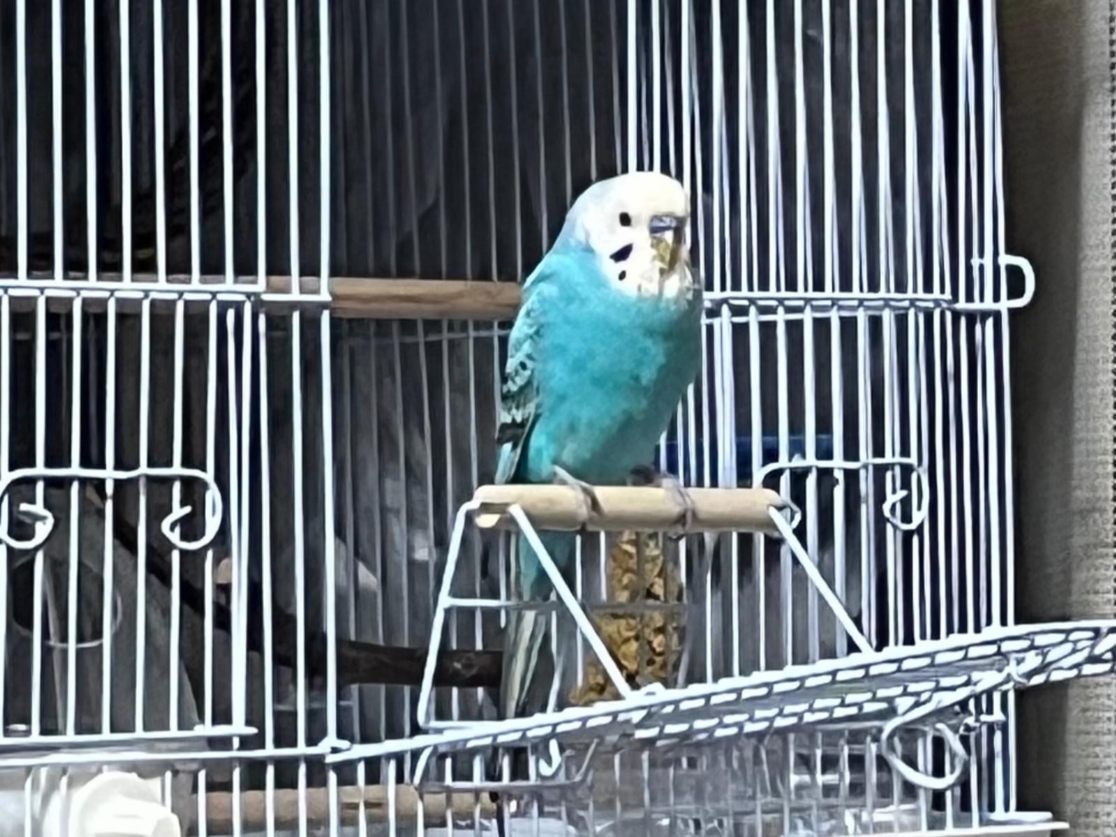スイちゃん スイちゃん