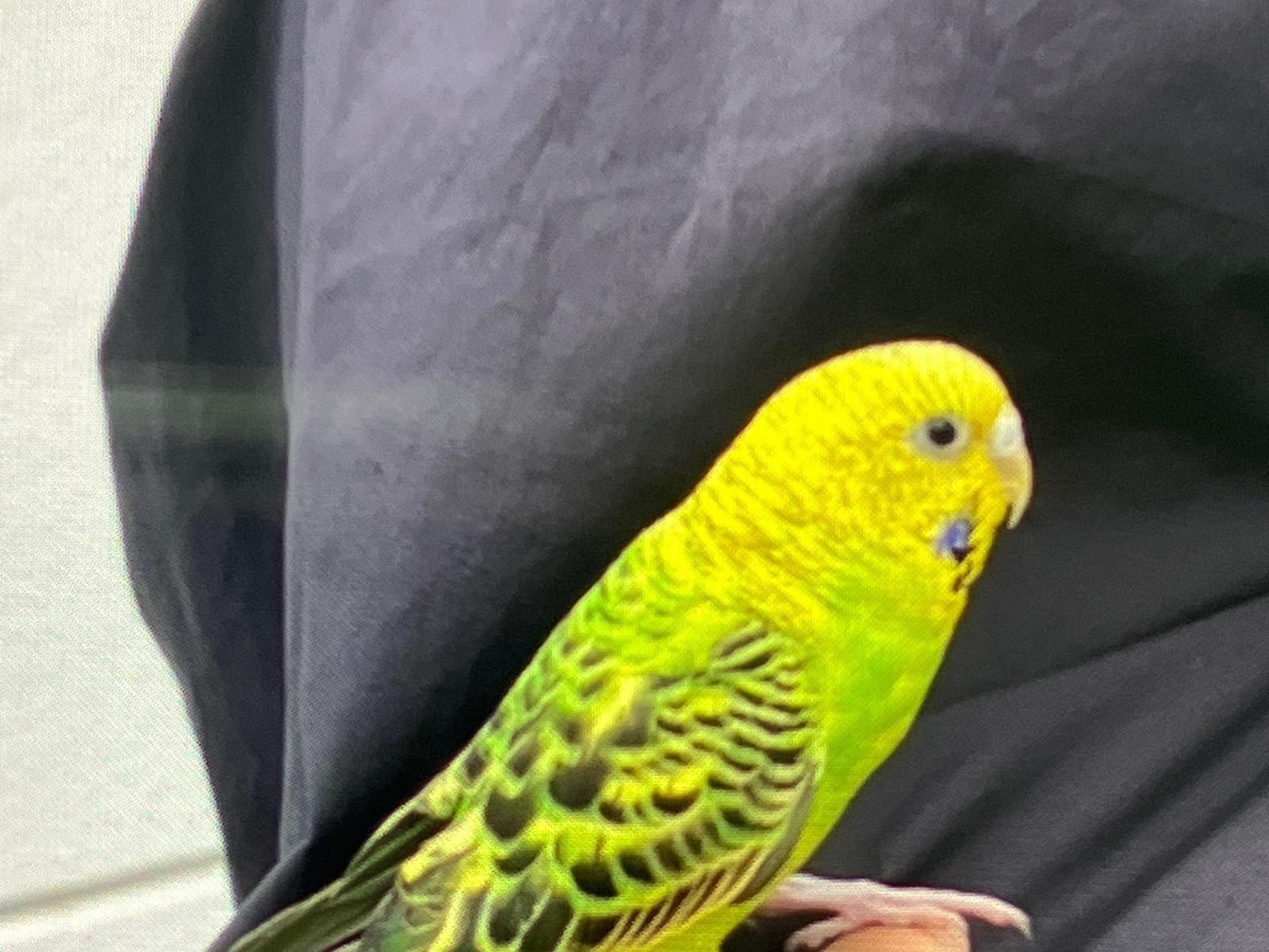 保護された鳥