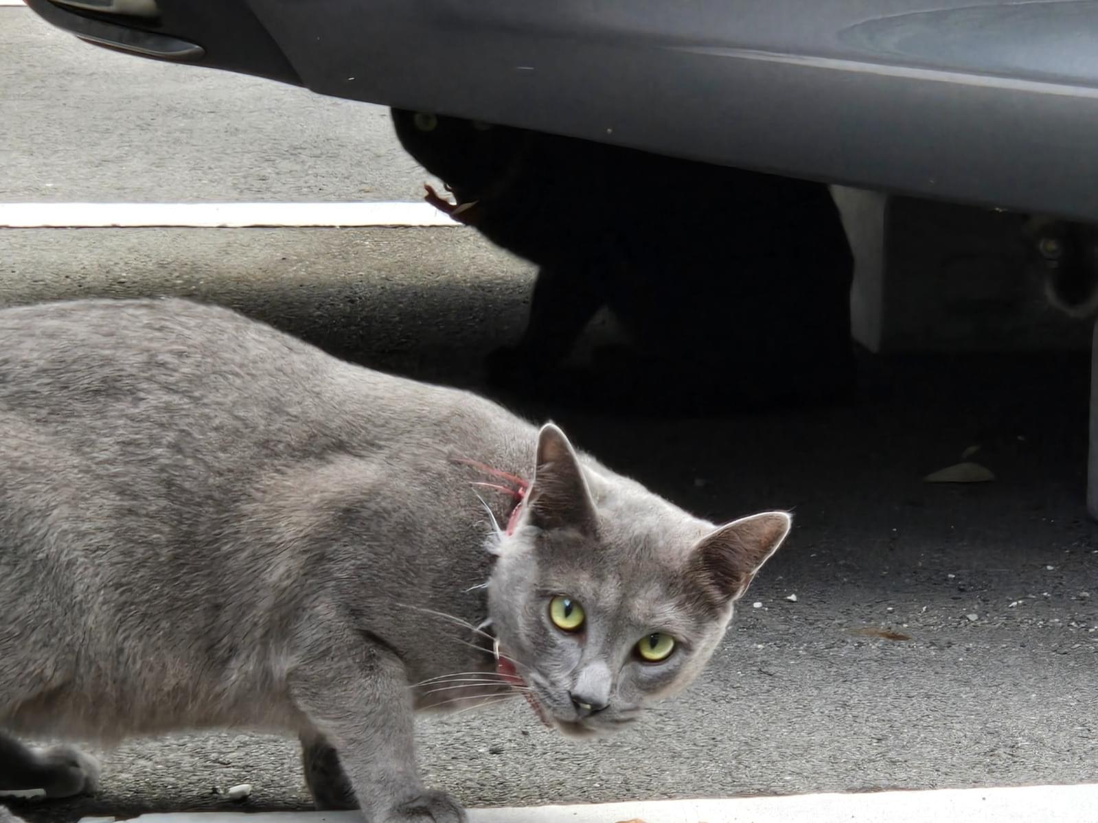目撃された猫 目撃された猫