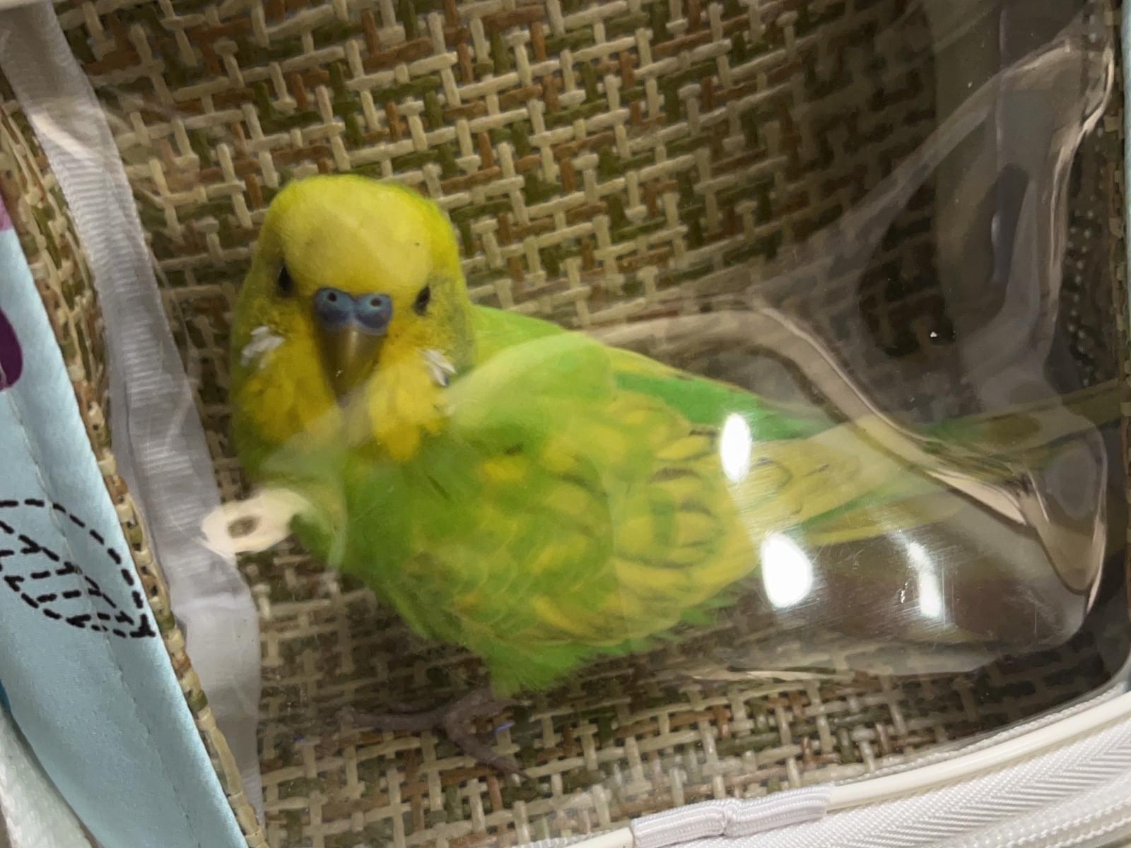 保護された鳥 保護された鳥