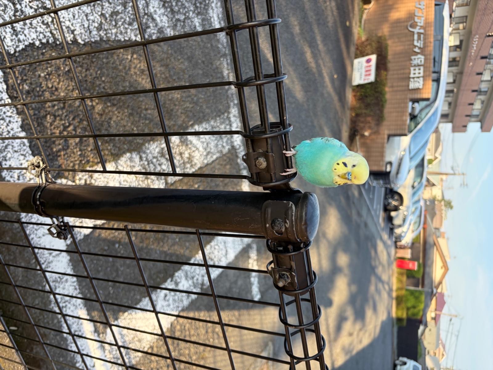 保護された鳥