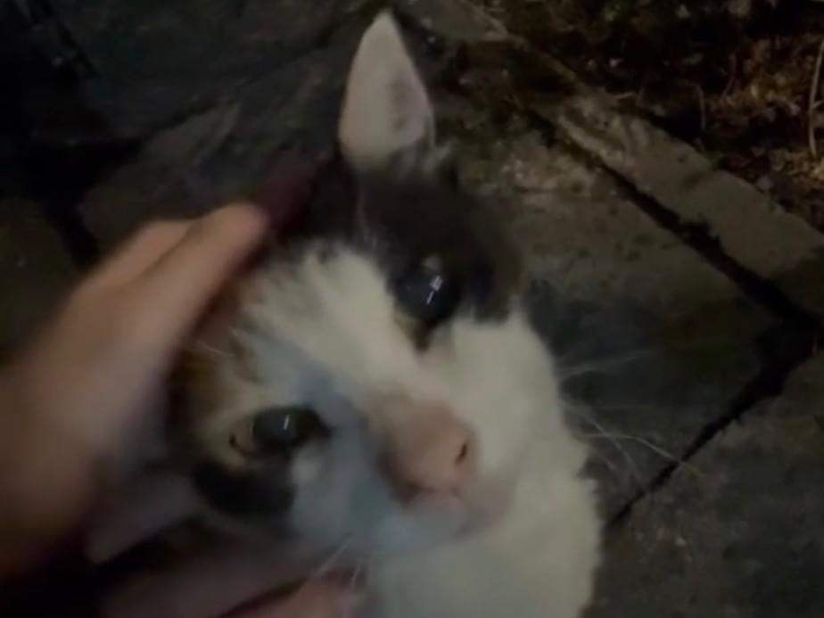 目撃された猫 目撃された猫