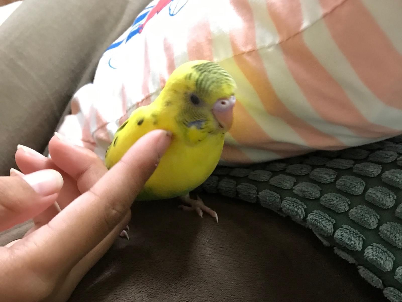 ラッキーちゃん ラッキーちゃん