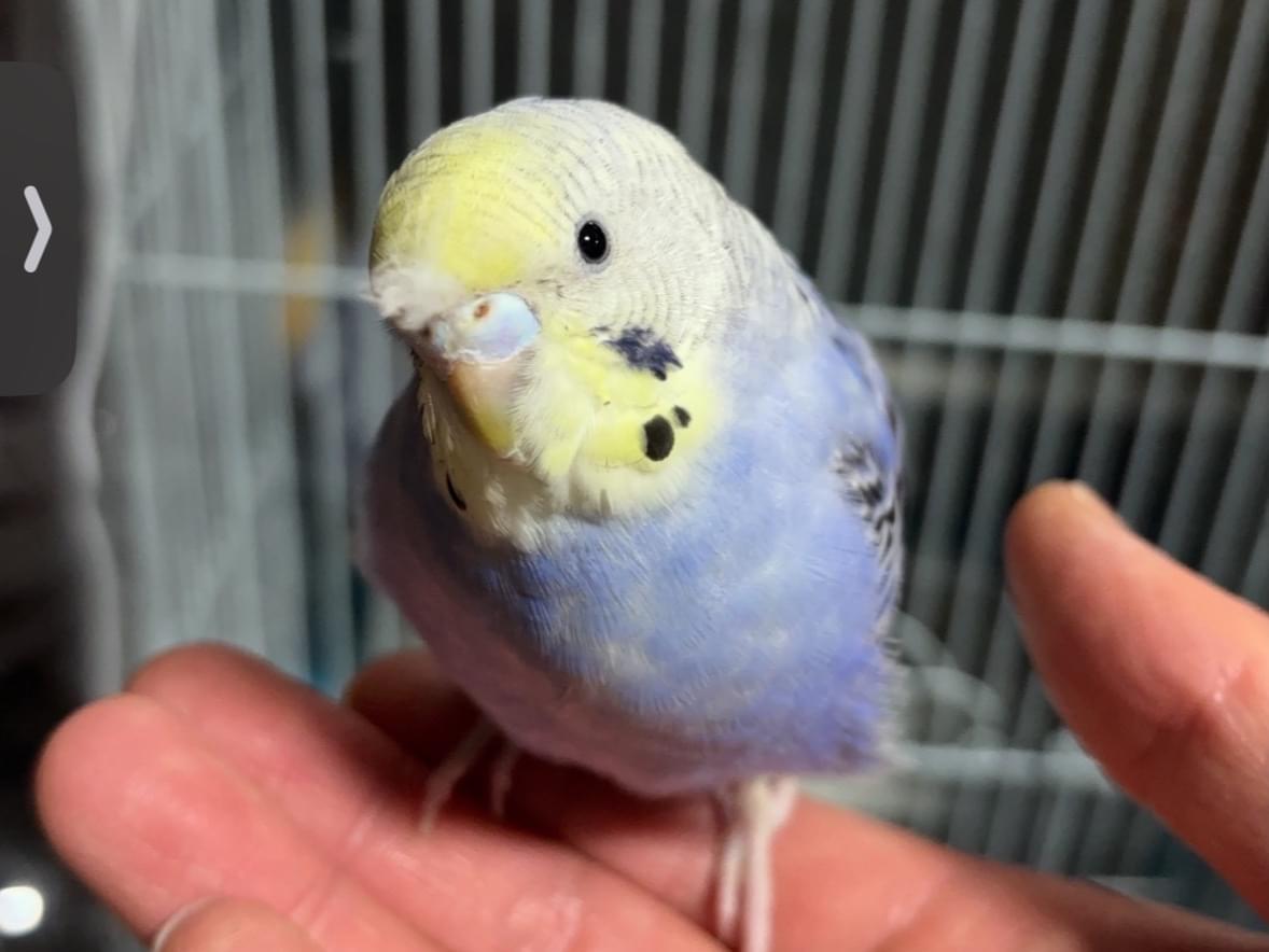 ピーちゃん ピーちゃん