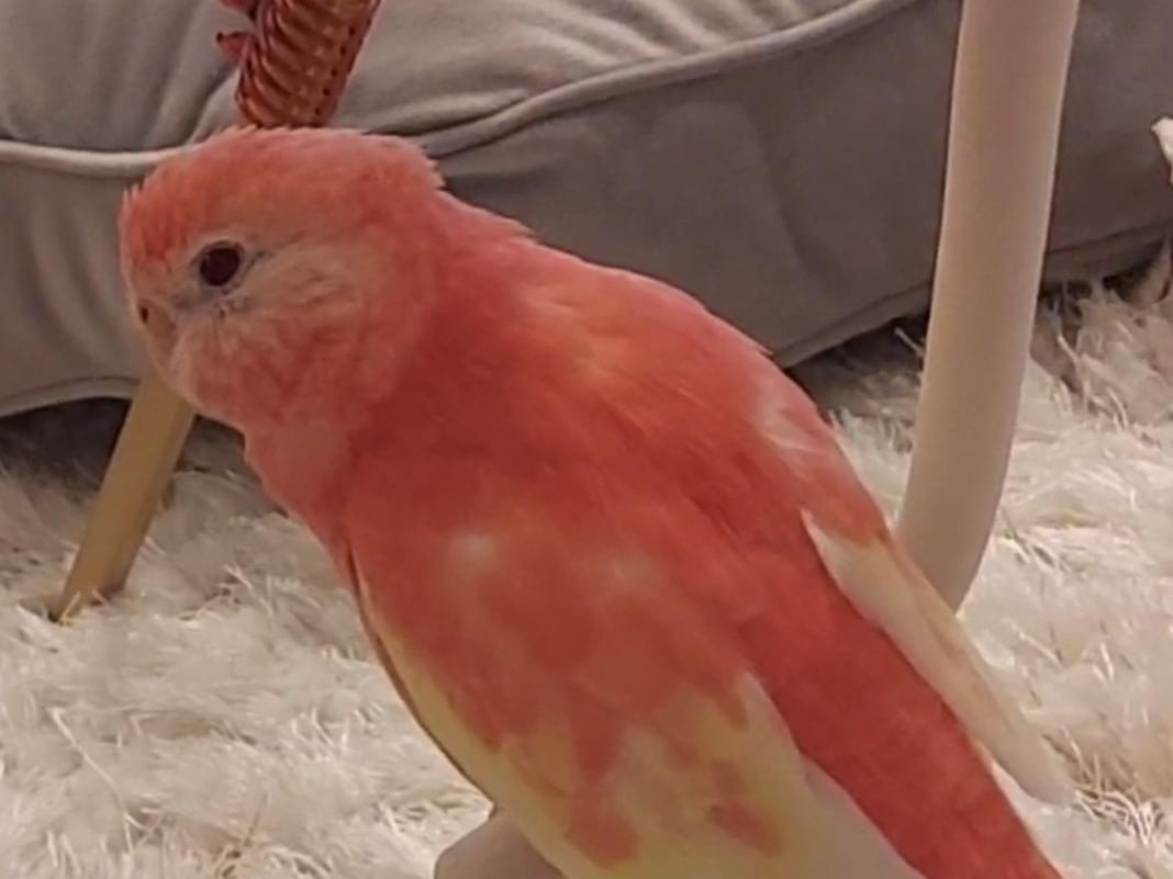 ちよちゃん ちよちゃん