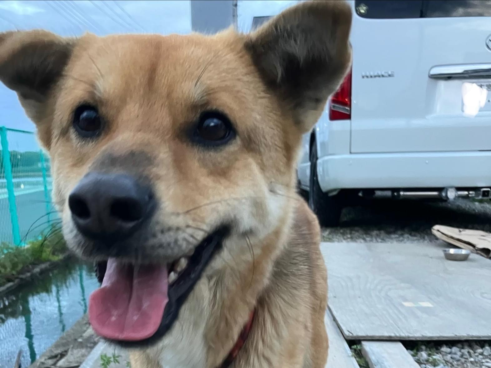 保護された犬