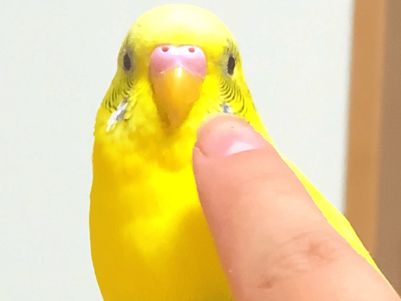 マックスちゃん マックスちゃん