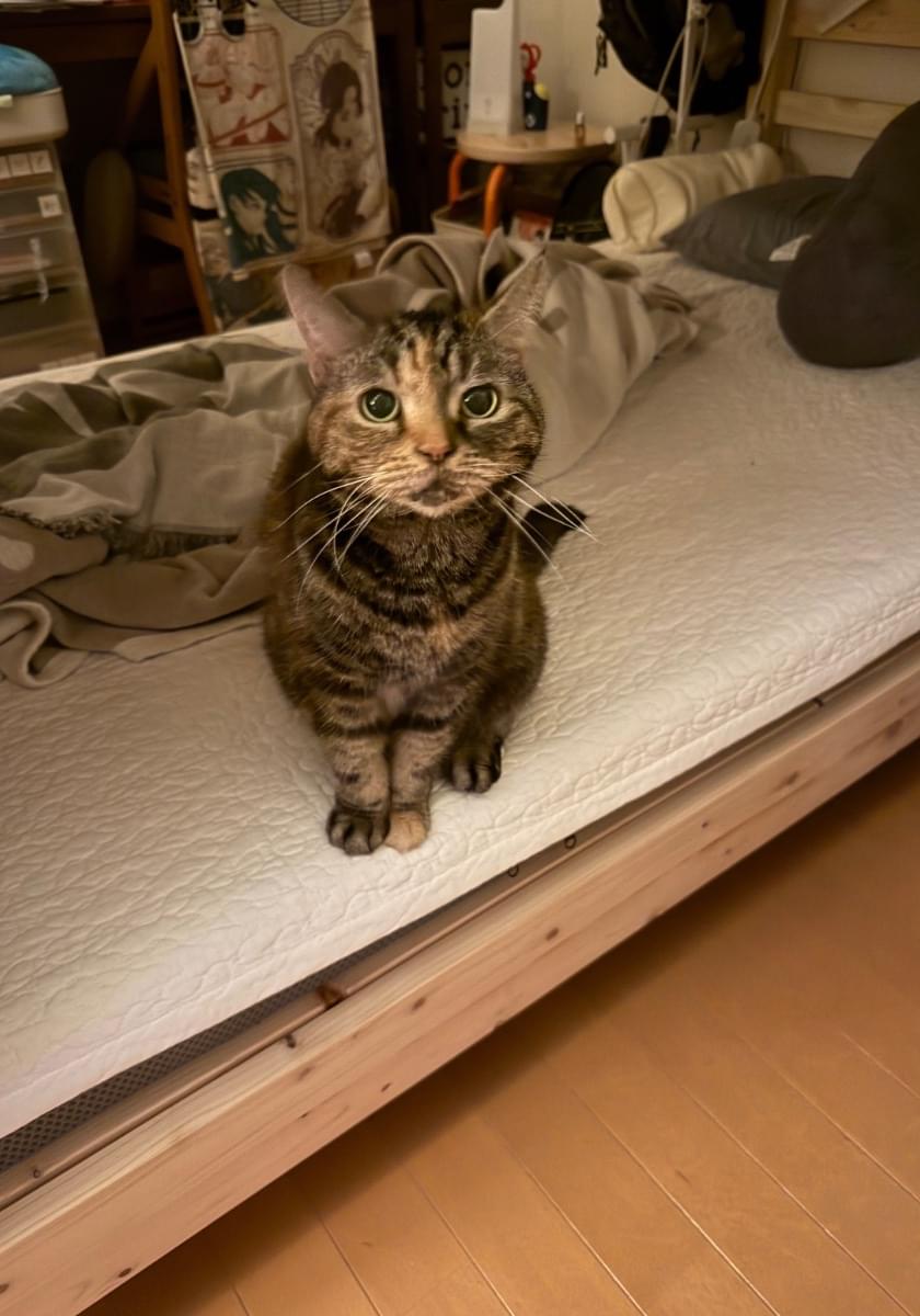 キジトラミケページ 猫を探しています】みー(キジトラ)東京都世田谷区梅丘豪徳寺