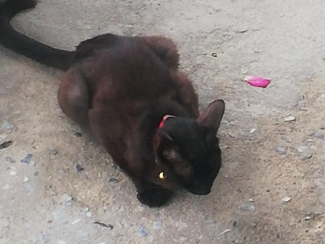 保護された猫 保護された猫