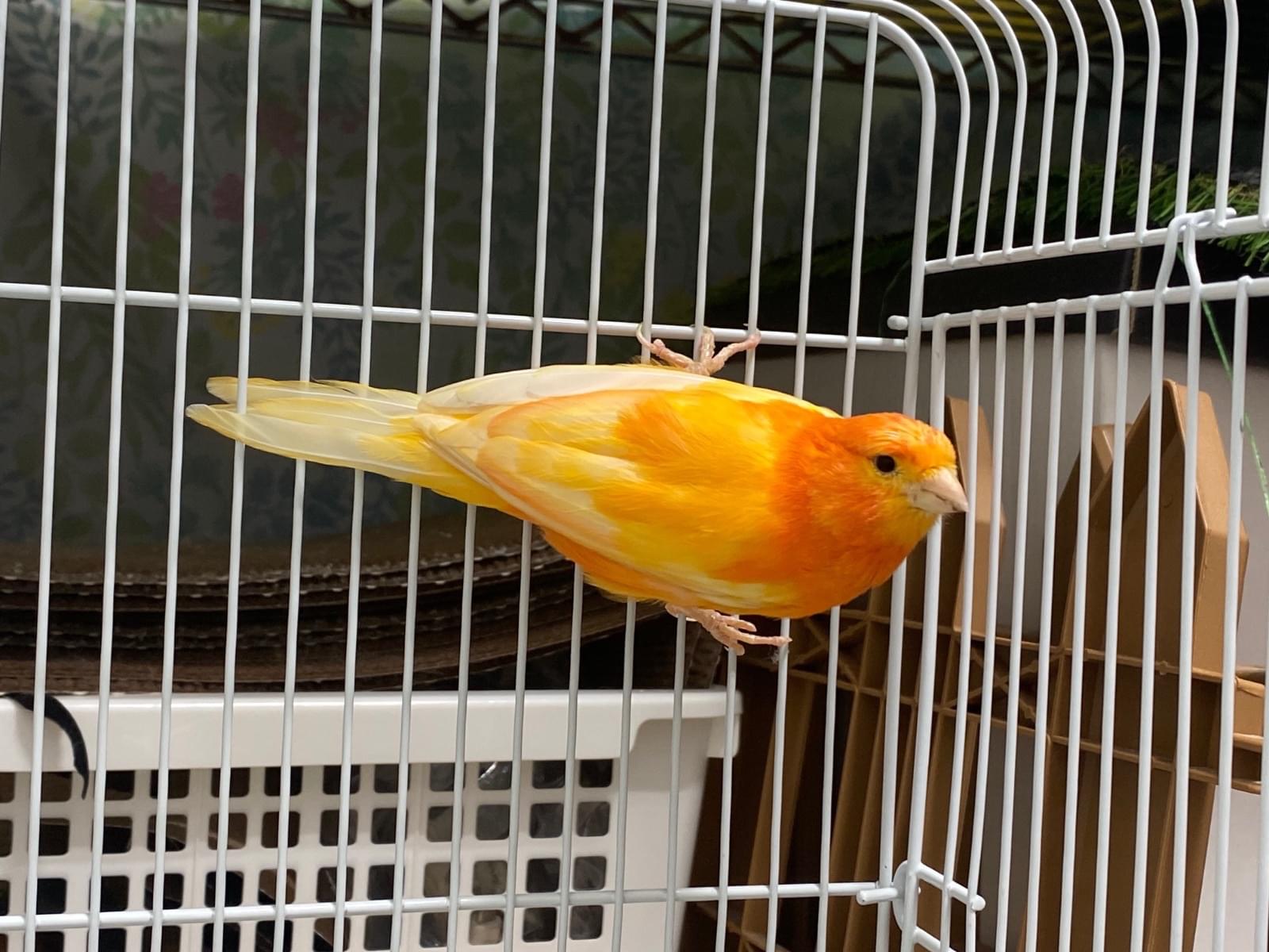 保護された鳥 保護された鳥