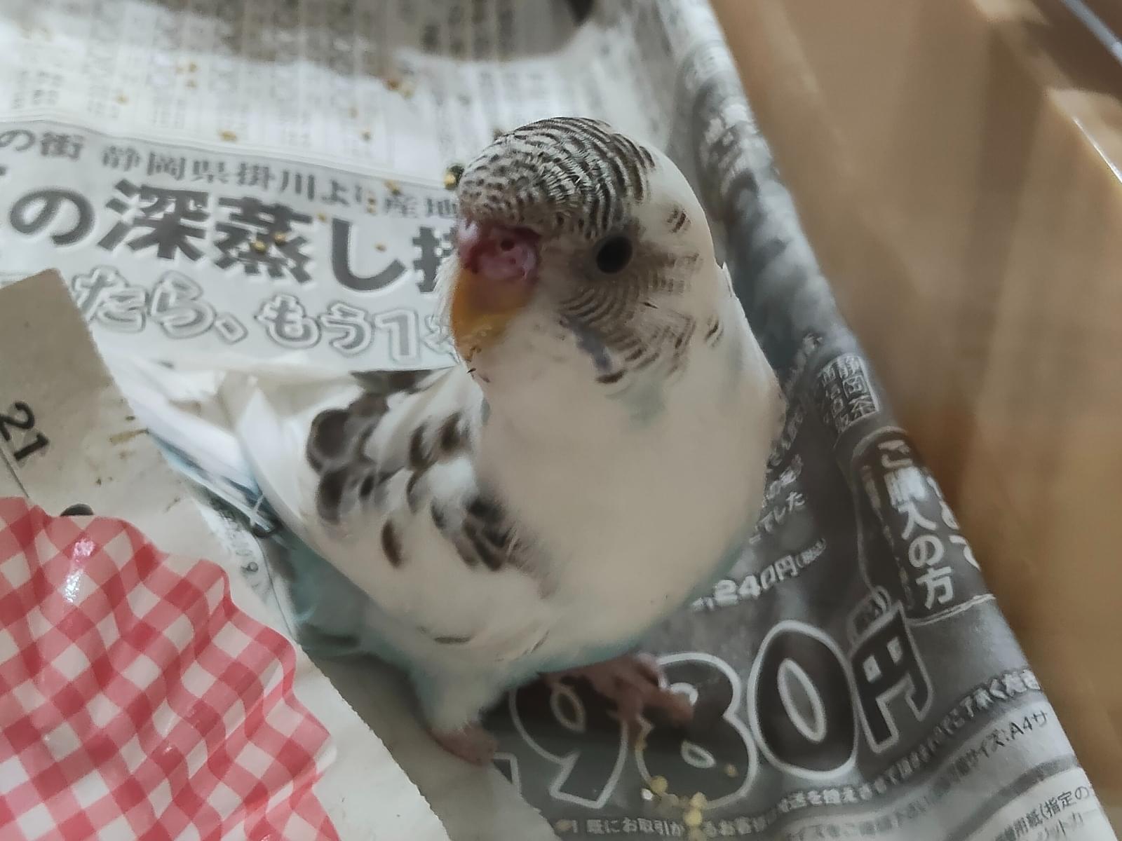 保護された鳥