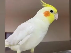 大津市で迷子のオカメインコを探しています