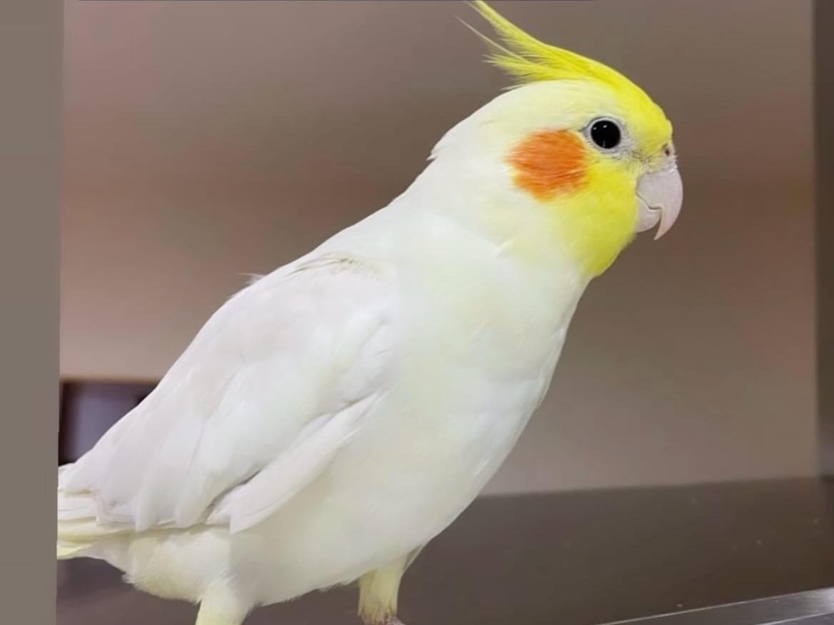 ちきんちゃん ちきんちゃん