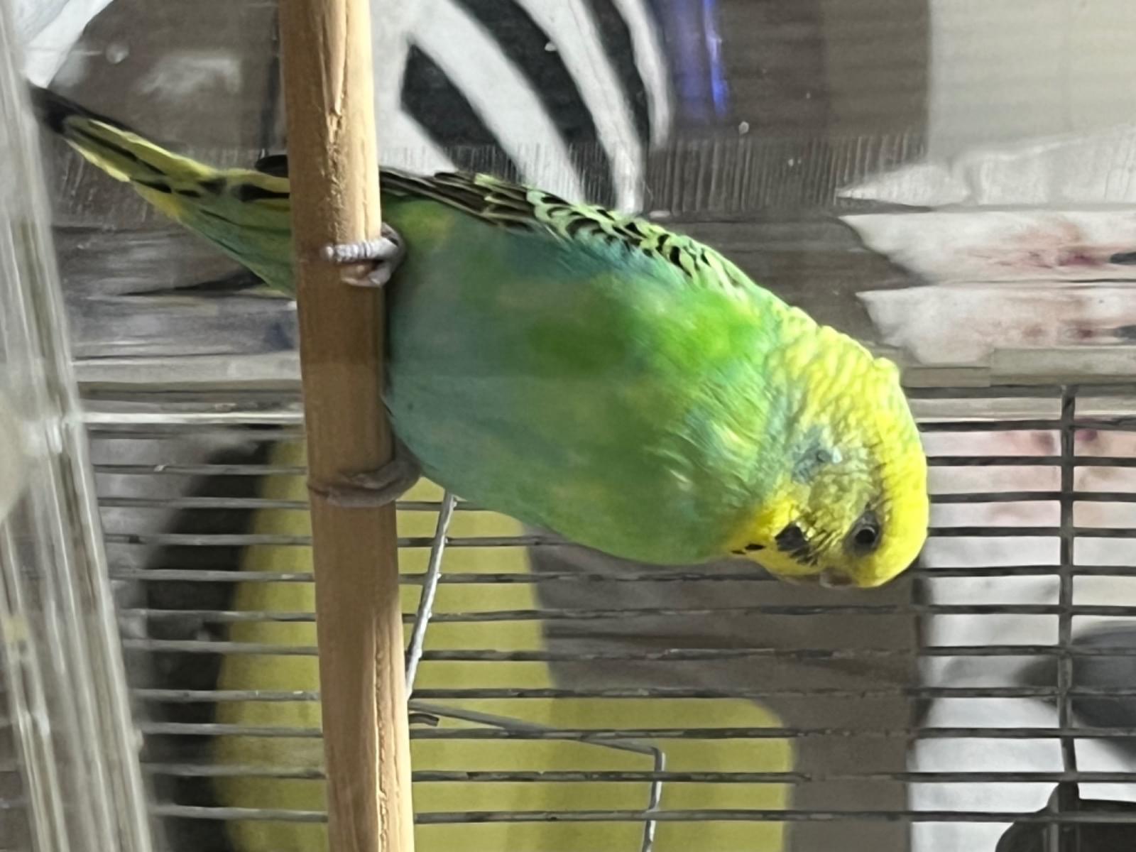 保護された鳥 保護された鳥