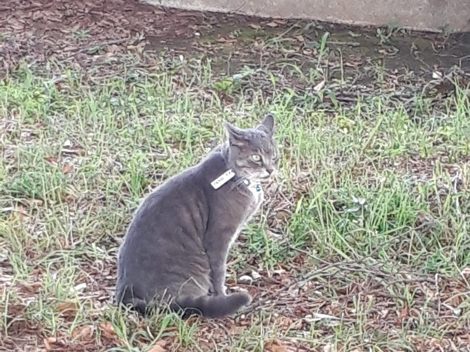 目撃された猫 目撃された猫