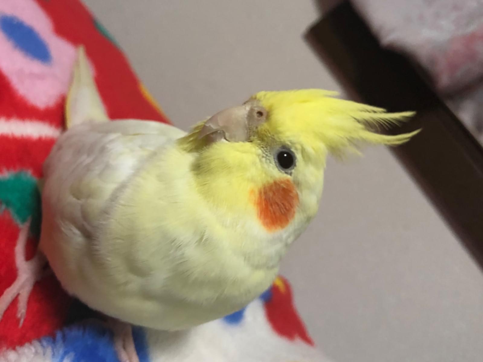 ピッピちゃん ピッピちゃん