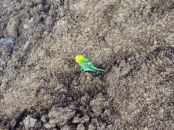 目撃された鳥 目撃された鳥