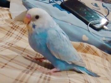 ルークちゃん ルークちゃん