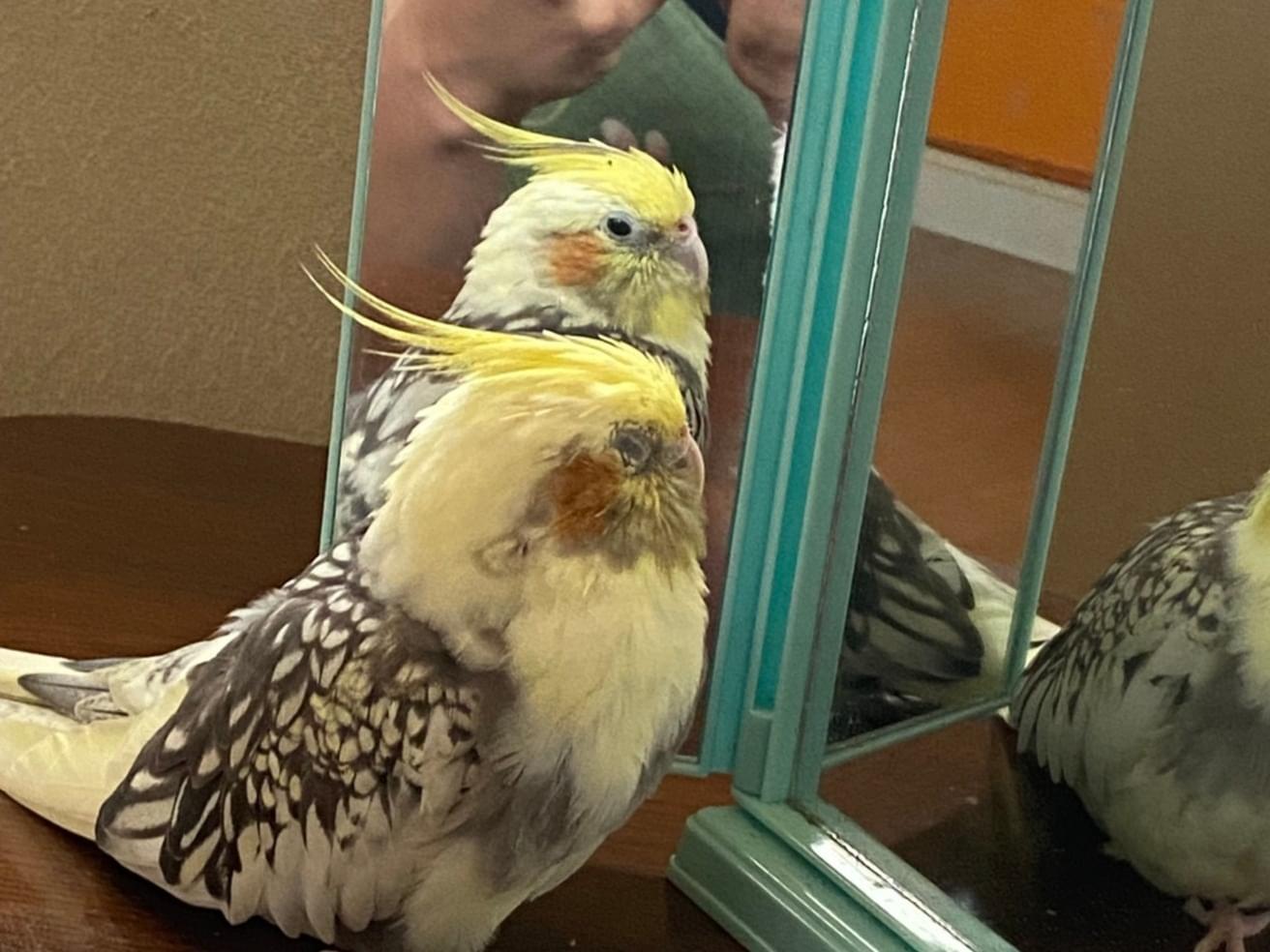 むぎちゃん むぎちゃん