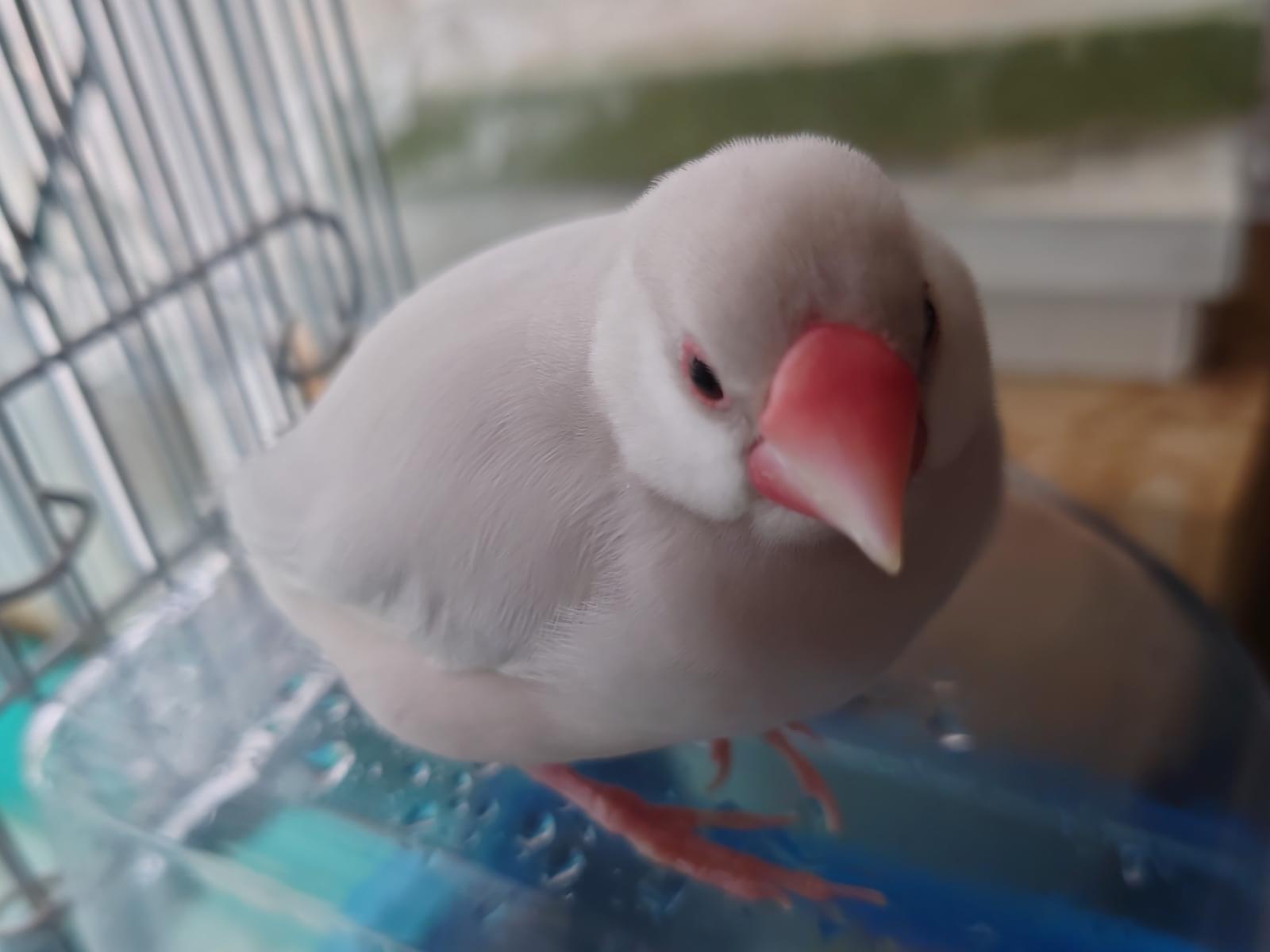 ダイちゃん ダイちゃん