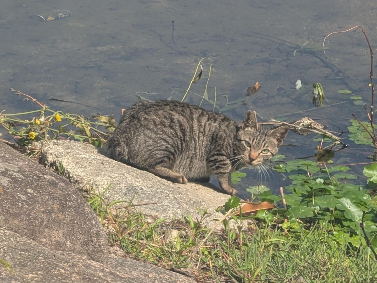 目撃された猫
