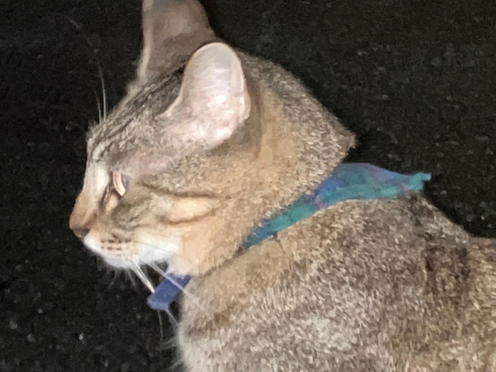 目撃された猫 目撃された猫