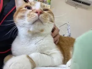 完全におもち」「かわいすぎる」 迷い猫(おもち) 真っ白もふもふ
