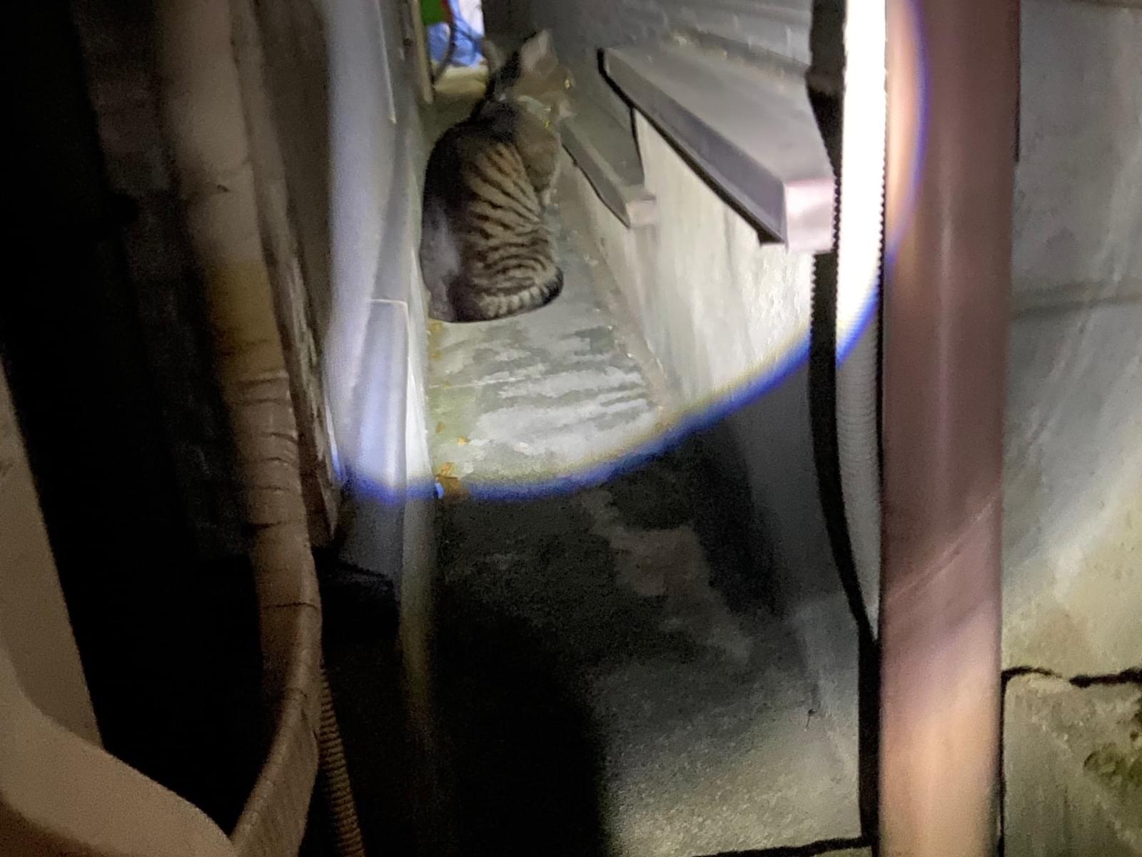 目撃された猫 目撃された猫