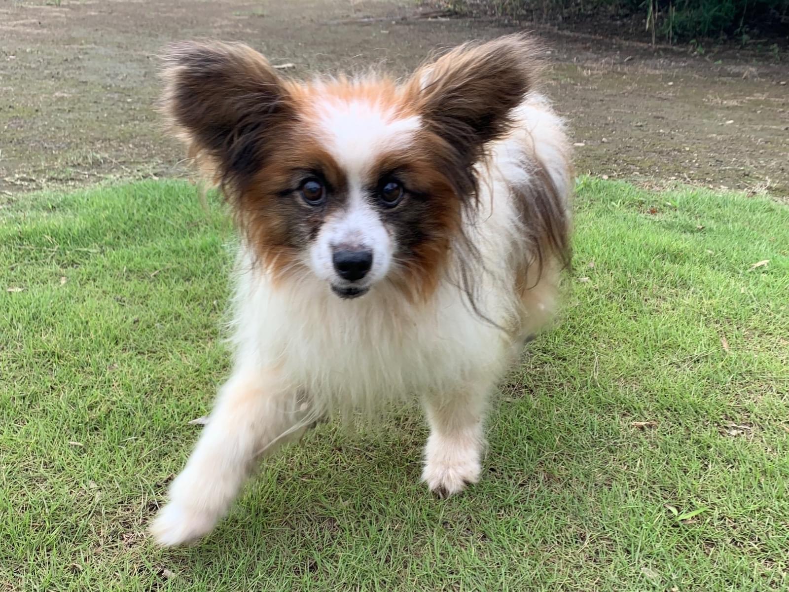 保護された犬 保護された犬