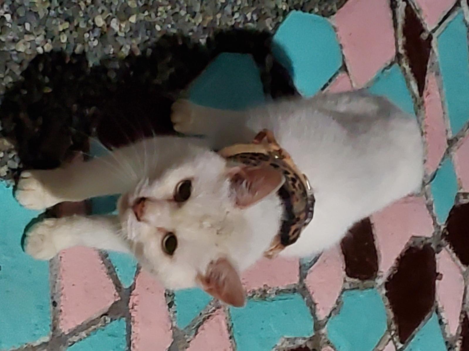 保護された猫 保護された猫
