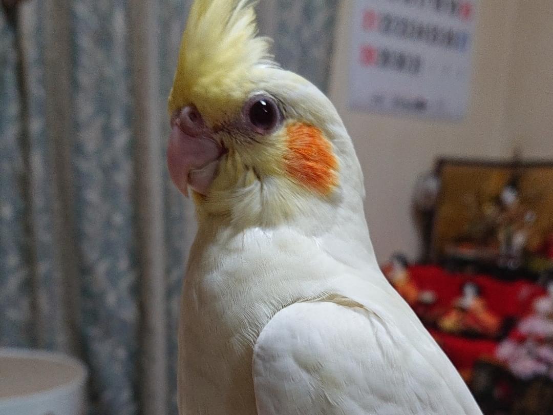 ふぅちゃん ふぅちゃん