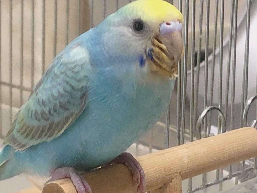 ポポちゃん ポポちゃん