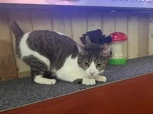 全国の迷子の猫 (6062件) 全国の迷子の猫 (6062件)