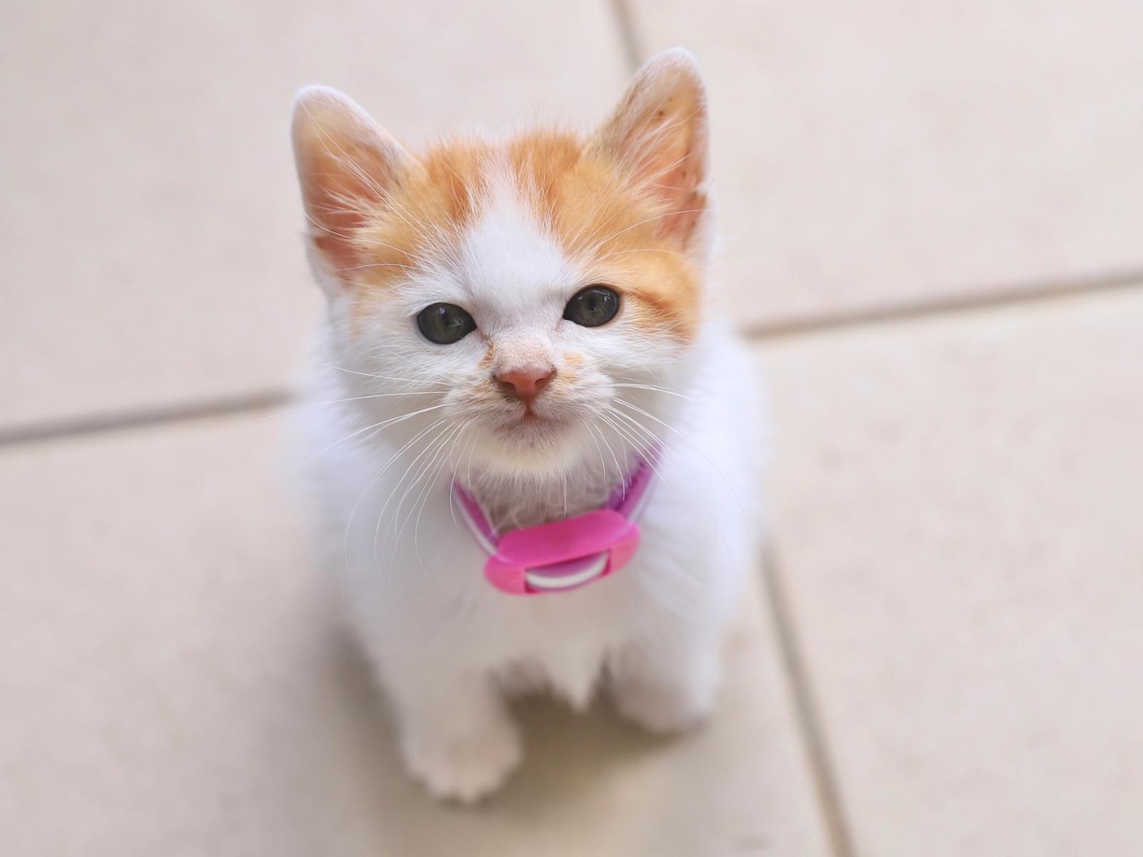 ナイキちゃん ナイキちゃん