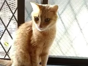 茶トラ猫を探しています