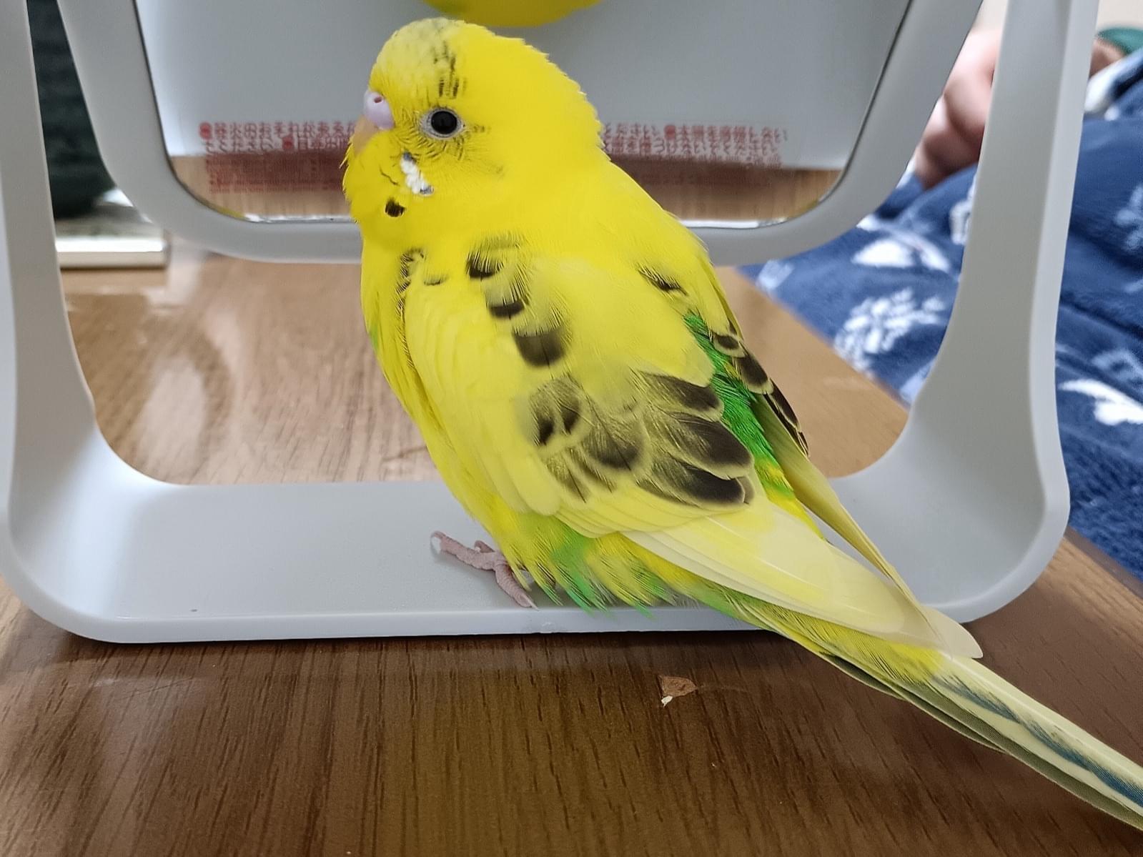 ぴっぴちゃん ぴっぴちゃん
