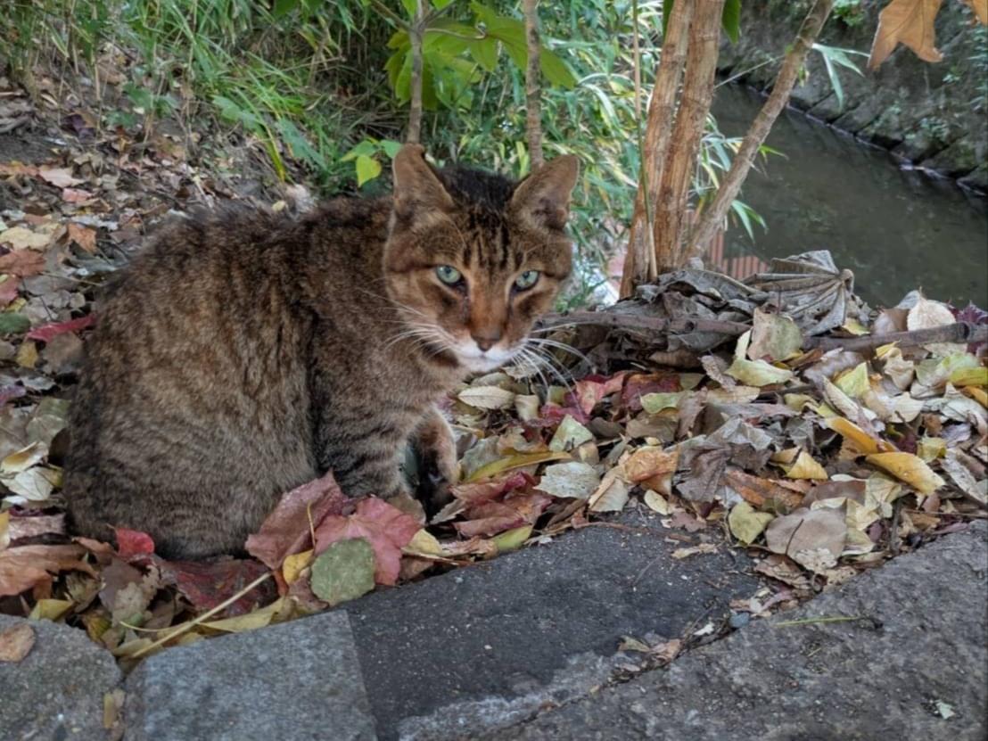 目撃された猫 目撃された猫