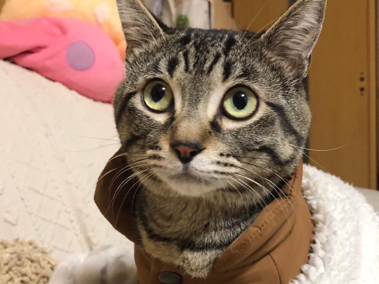 ハクちゃん ハクちゃん