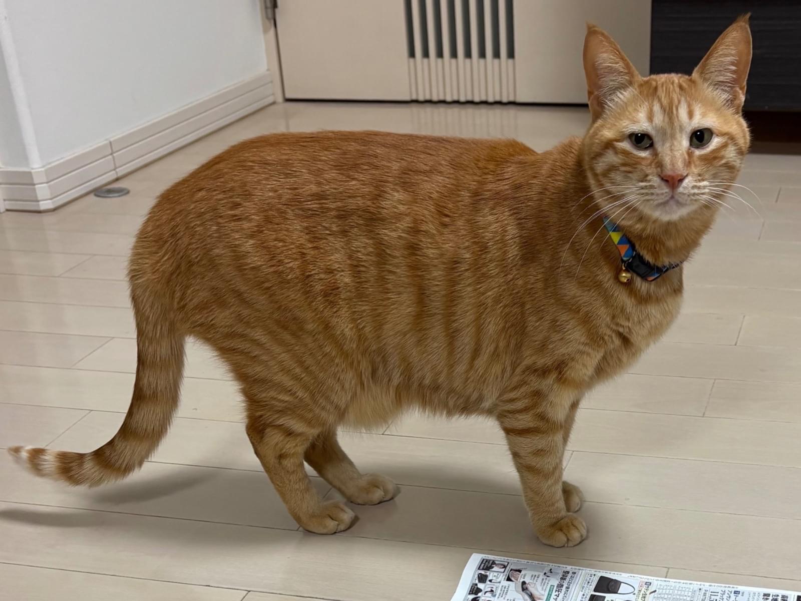 ちゃちゃちゃん ちゃちゃちゃん