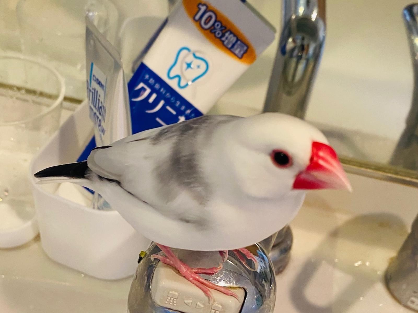 おこめちゃん おこめちゃん