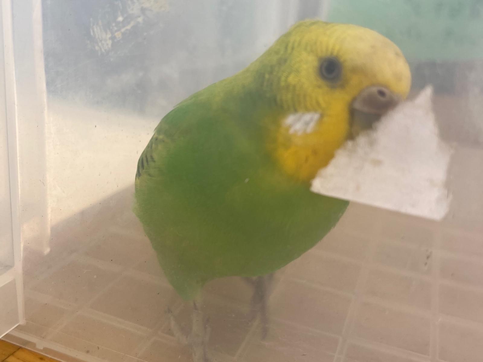 保護された鳥 保護された鳥